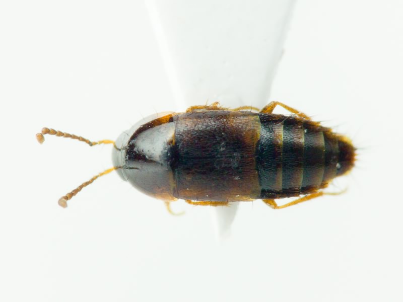 Staphylinidae Latreille, 1802